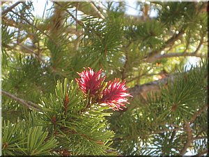 130524-BryceCanyon-430.JPG