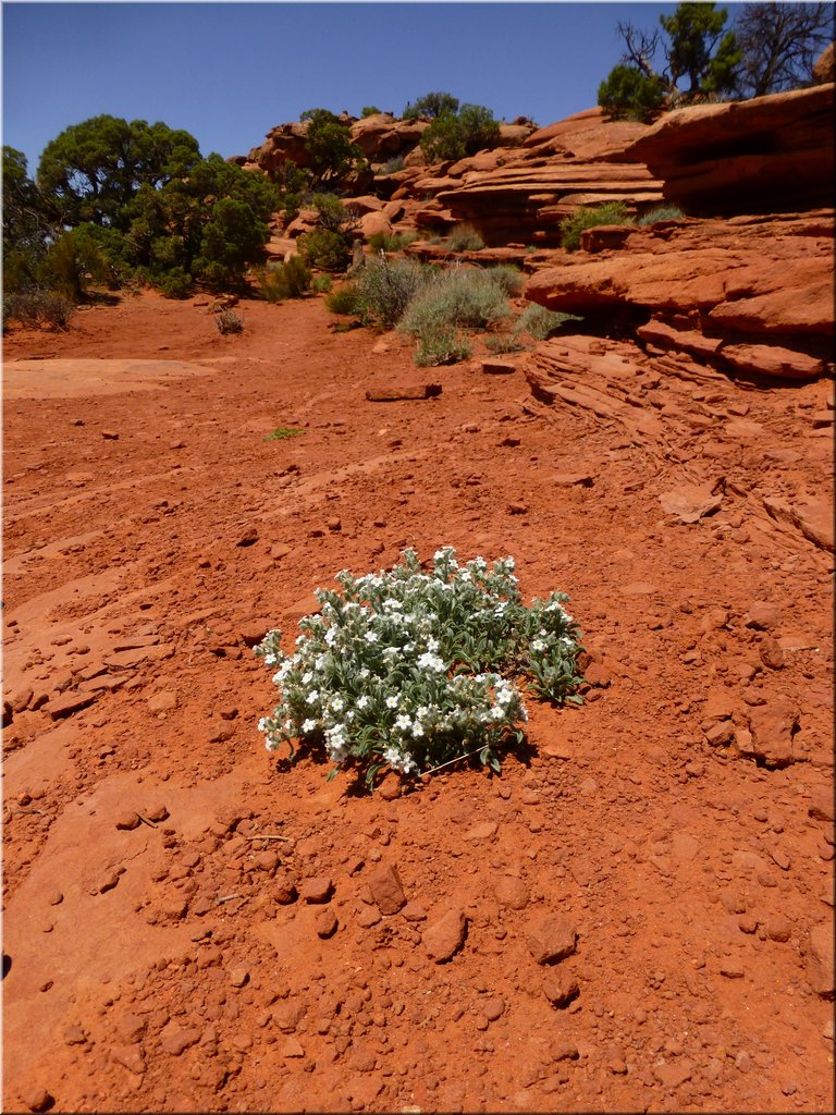 130526-Canyonlands-393.JPG