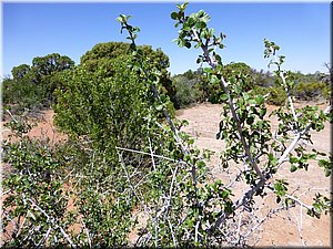 130526-Canyonlands-349.JPG