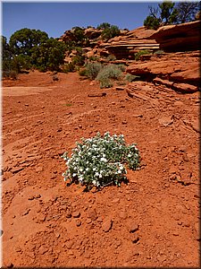 130526-Canyonlands-393.JPG