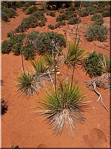 130526-Canyonlands-403.JPG